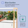 image:imageRise Gardens 1 Level Garden  Hydroponics Growing System WiFi amp App Controlled Indoor Garden with Growing Lights amp SelfWatering System  CloudCloud